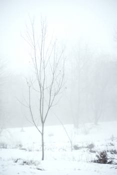  Winter snow park in the foggy day