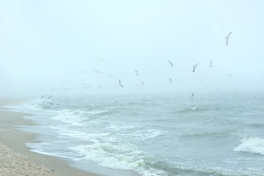 Flock of seagulls flying in the fog over the sea