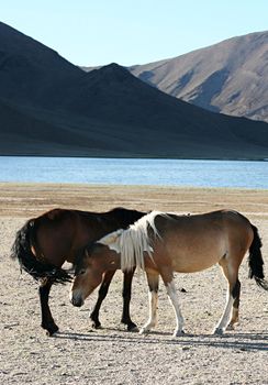  horses in front of lake and mountains. Mongolia