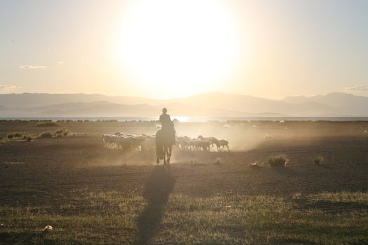 Mongolian boy drove herd of sheeps