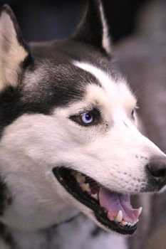 Close-up view of blue eyes of an Husky or Eskimo dog