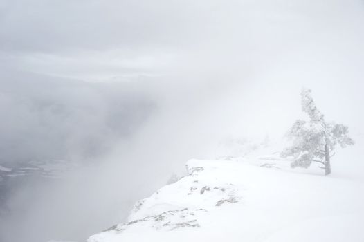 Snow covered tree on the mountain scarp