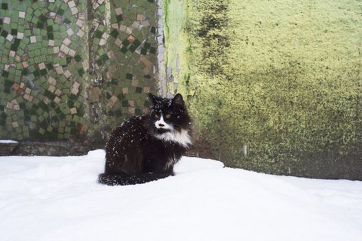 Homeless cat in the winter