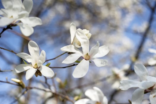 Beautiful white magnolia tree in spring blossom
