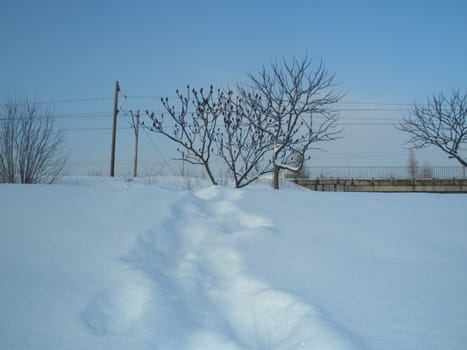 animal tracks in the snow