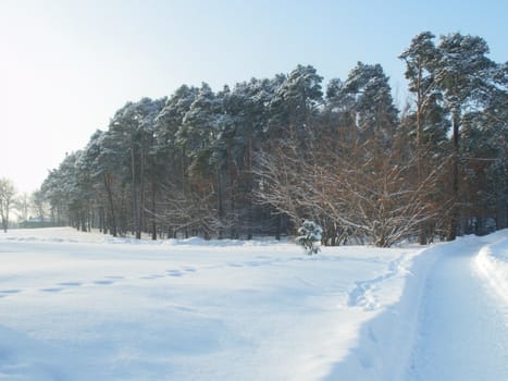 Forest in Poland