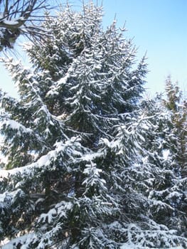 Christmas tree with snow