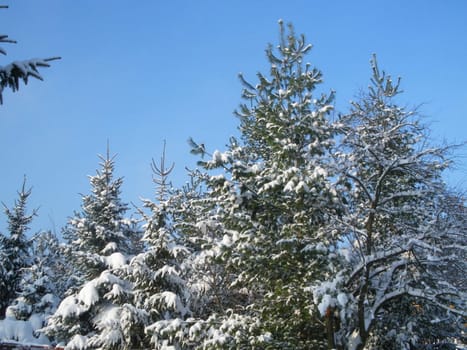 Forest with snow