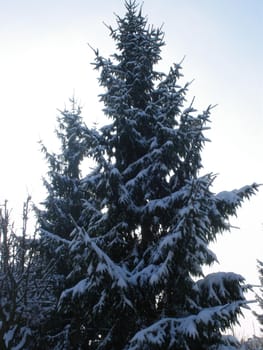 Tree with snow