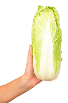 Hand holding napa cabbage isolated on a white background