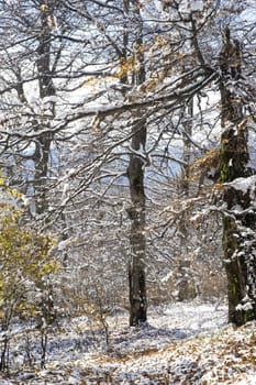 winter landscape with snow-covered tree and leaves on the snow