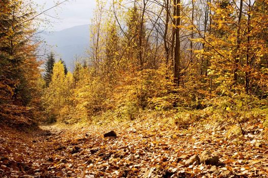 Beautiful autumn forest in the Carpathian mountain. Ukraine