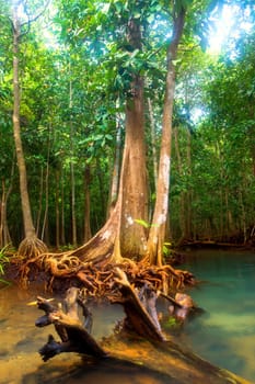 Roots of mangrove trees in rainforest, Thailand