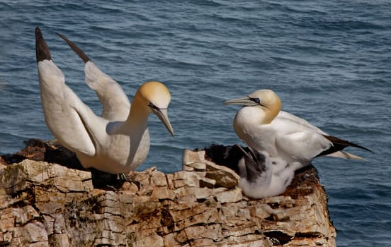 A Northern Gannet Family at Bempton cliffs in Yorkshire, England.