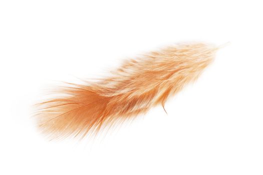 Closeup view of single feather isolated on the white