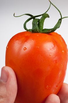 Human hand holding ripe juicy tomato