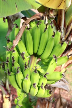 A bunch of bananas hanging on a tree in a tropical farm.