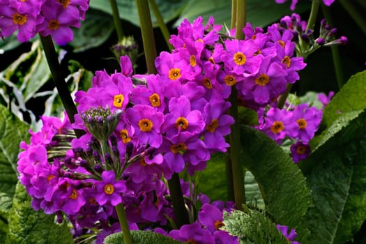 The Primula is a cultivated garden plant that thrives in partial shade.