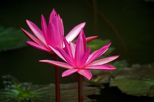 Pink and red water lily on a pond
