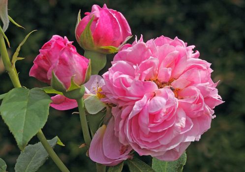 The Heather Austin rose is a pink flowered hybrid which grows to about four feet.