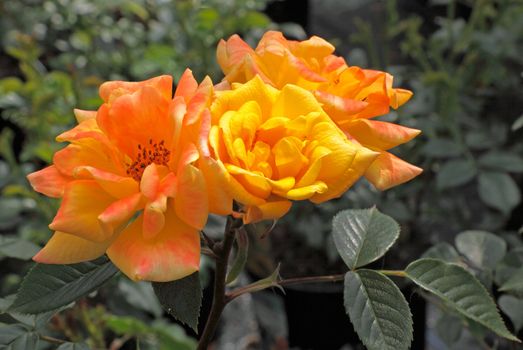 The Maigold rose may be grown either as a shrub or a climber.