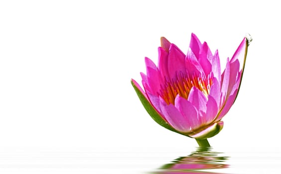 Pink water lily was isolated on white background