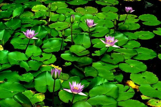 Pink and red water lily on a pond