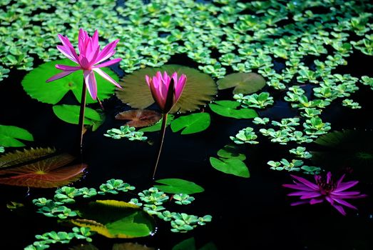 Pink and red water lily on a pond