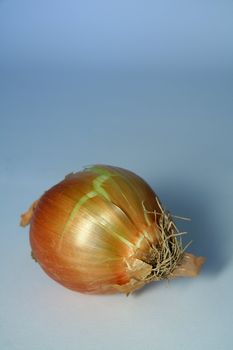 single onion on blue background