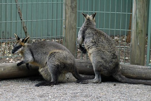 two grey kangaroos in zoo, photo taken in sydney