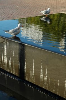 two seagulls cooling off in fountain