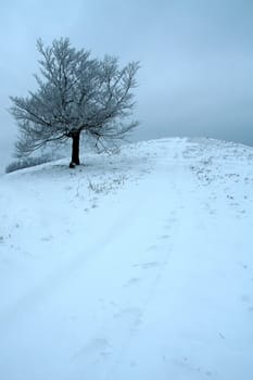 solitary tree on a snow covered hill, cyan color, freeze