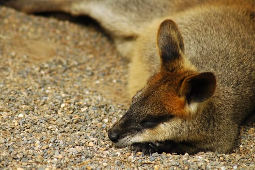 sleeping brown kangaroo in australian zoo