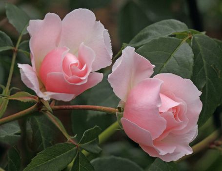 The Wisley 2008 is a shrub rose which can make an excellent hedge.