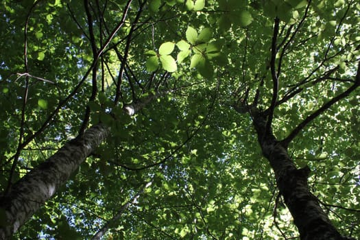 View of lots of green leaves in a forest with trunks