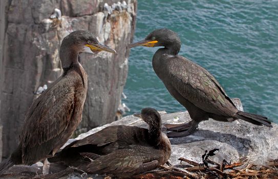 Male and female Shags with their offspring on the Farne Islands in Northumberland, England.