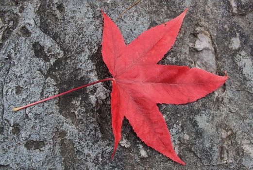 Beautiful red autumn leaf on a grey wall