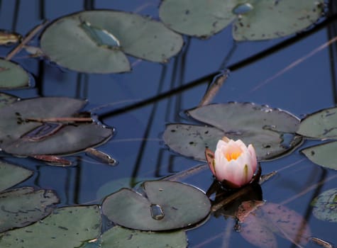 Pink lily flower in a pond with lots of leaves