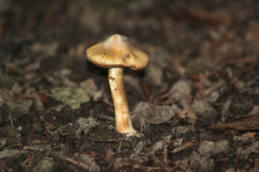 Mushroom alone on a brown forest ground