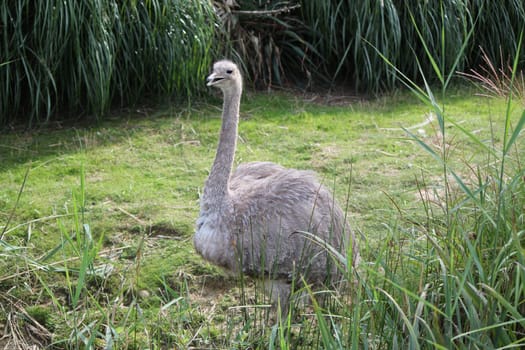 Grey nandou darwin with opened beak surrounded by green vegetation