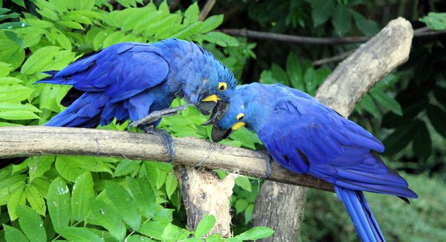 Two blue hyacinthe macaws fighting on a branch surrounded with green leaves tropical vegetation