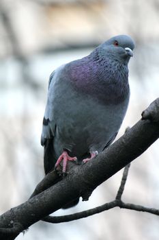 Grey city pigeon standing on a branch and looking ahead