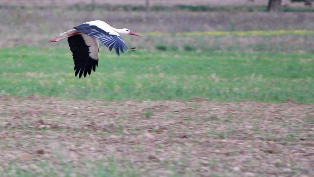 Migrating black and white stork flying upon a field