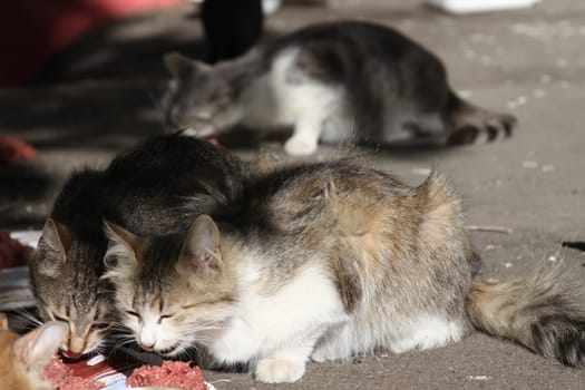 Close up of a cute street cat.