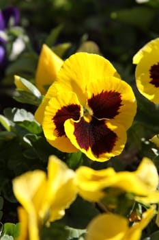 Primrose flowers close up on a sunny day.