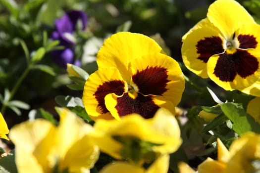 Primrose flowers close up on a sunny day.