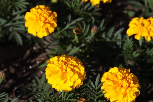 Yellow marigold flowers close up in a garden.