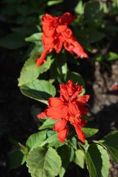 Red hibiscus flowers close up on a sunny day.