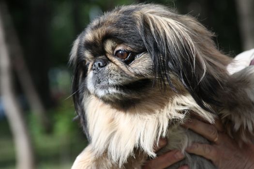 Pekingese dog close up in a park.