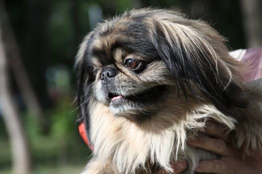 Pekingese dog close up in a park.